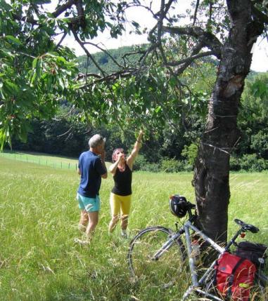 Weinradwege in drei Ländern