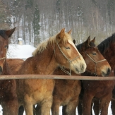 Back country touring in Slovakia