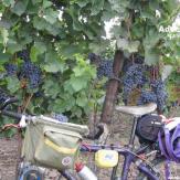 Weinradwege in drei Ländern