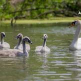 Kanufahren Kleine Donau